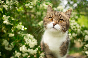 portrait of a beautiful tabby british shorthair cat outdoors in spring under flowering tree with white blossom portrait of a beautiful tabby british shorthair cat outdoors in spring under flowering tree with white blossom